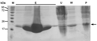 figure-protocol-16514