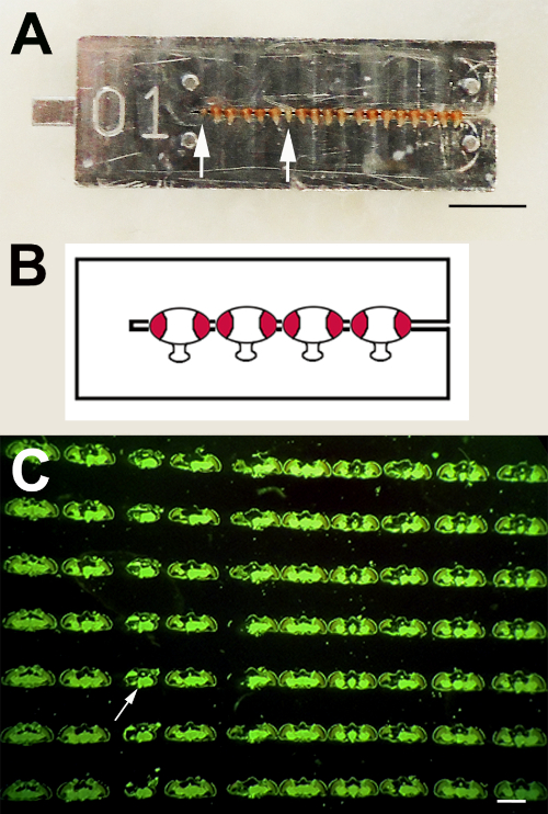 figure-representative results-25