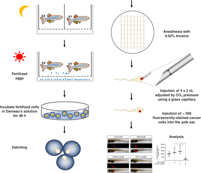 Zebrafish Xenograft Assay: A Method To Assess The Anti-cancer Efficacy ...