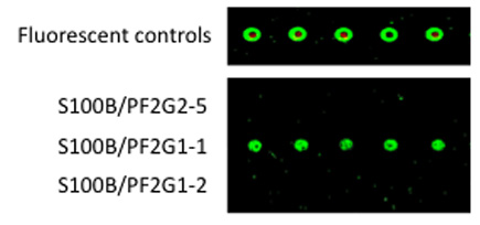 figure-protocol-11694