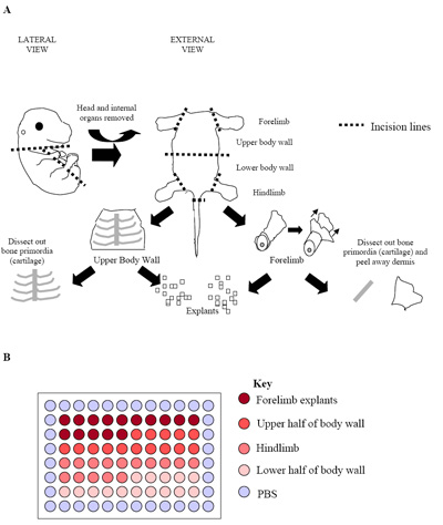 figure-protocol-42248