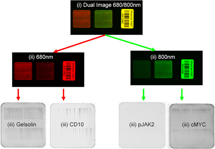 Reverse Phase Protein Arrays Based Protein Expression Analysis: A ...