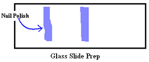 figure-protocol-4456