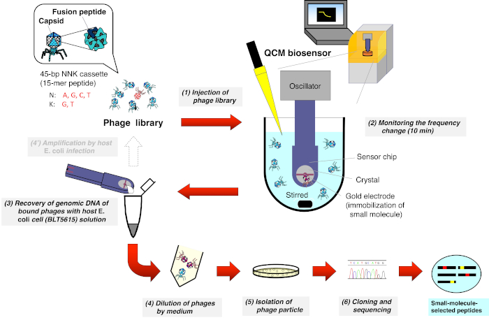 Quartz-Crystal Microbalance Biosensor-Based Biopanning to Study Protein ...