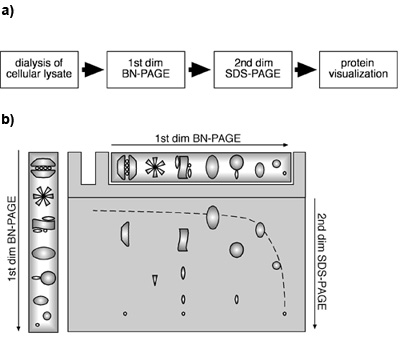 figure-protocol-8635