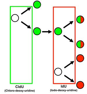 figure-protocol-4573