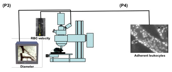 figure-protocol-9253 figure-protocol-9253