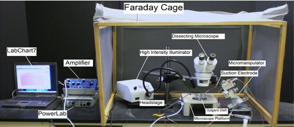figure-protocol-6254