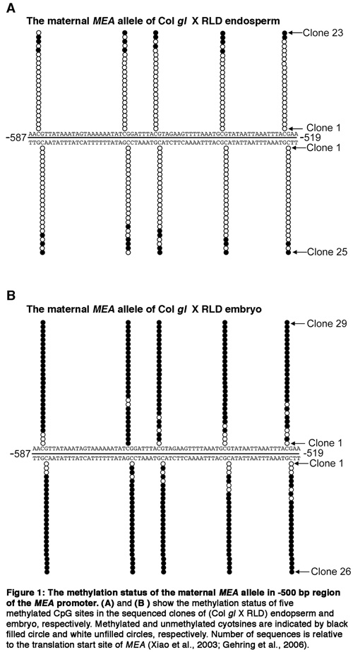 figure-protocol-3785