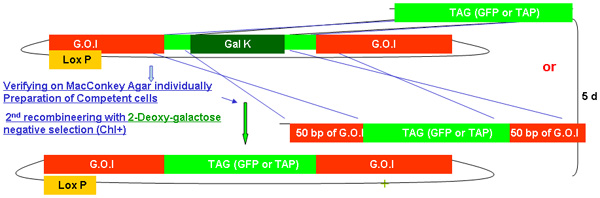 figure-protocol-14096