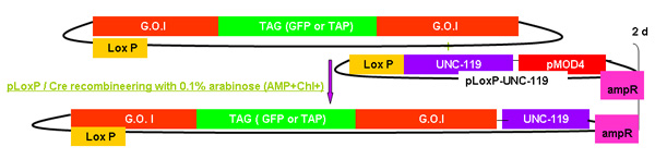 figure-protocol-14256