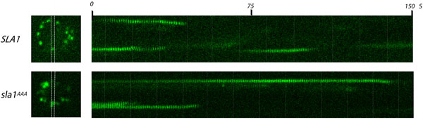 figure-protocol-12346 figure-protocol-12346