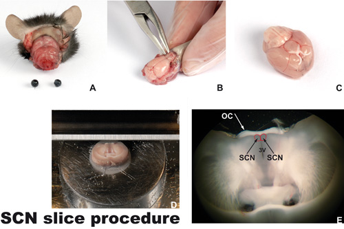 figure-protocol-16259