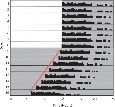 Biological Rhythm Measurements in Rodents