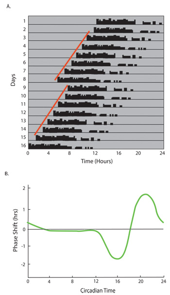 Biological Rhythm Measurements in Rodents