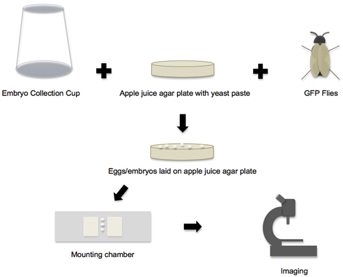 figure-protocol-13087