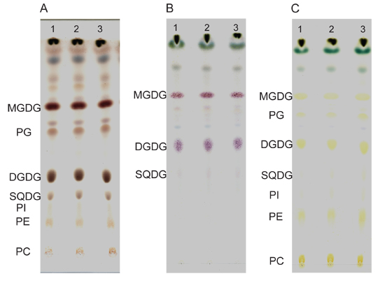 Arabidopsis thaliana Polar Glycerolipid Profiling by Thin Layer ...