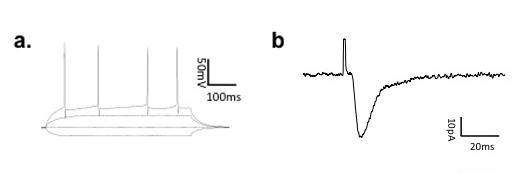 figure-protocol-5886