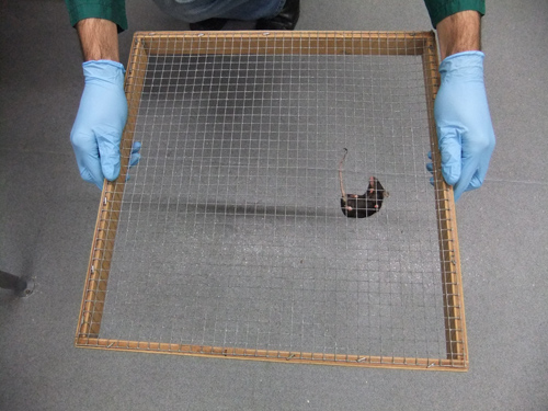 Rodent hanging test setup for neuromuscular evaluation; grid for grip strength measurement.