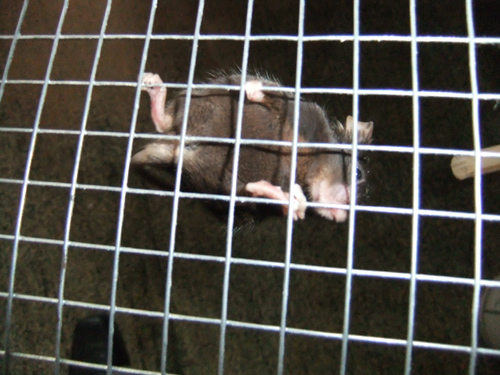 Small mammal on wire mesh in a natural habitat study, focusing on behavioral observation.