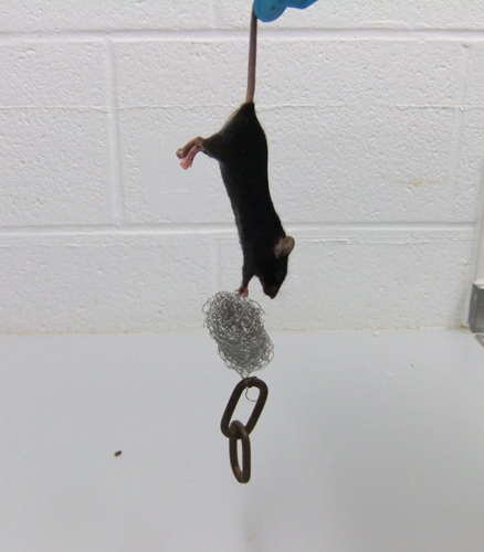 Mouse tail suspension, static equilibrium experiment setup with mass on metal chain for research study.