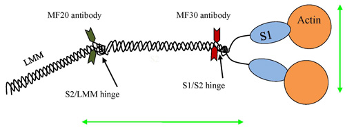 figure-protocol-15203