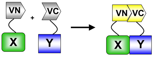 figure-protocol-6161