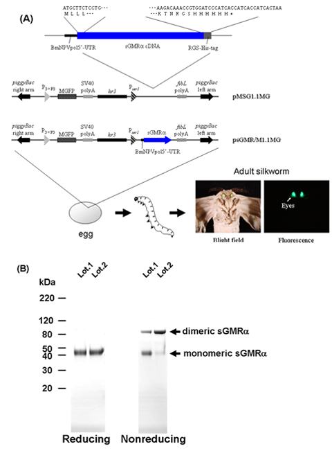 figure-protocol-5872