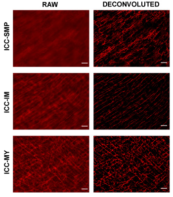 figure-protocol-9753