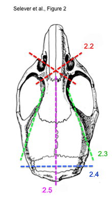 figure-protocol-9384