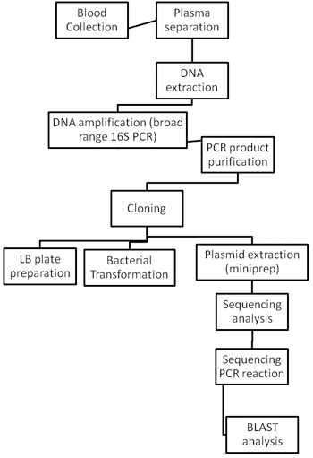 figure-protocol-5306
