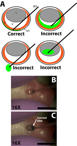 figure-protocol-11298