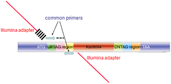 figure-protocol-28379