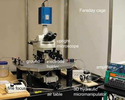 figure-protocol-7952
