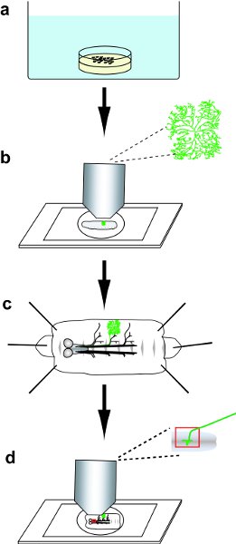 figure-protocol-10221