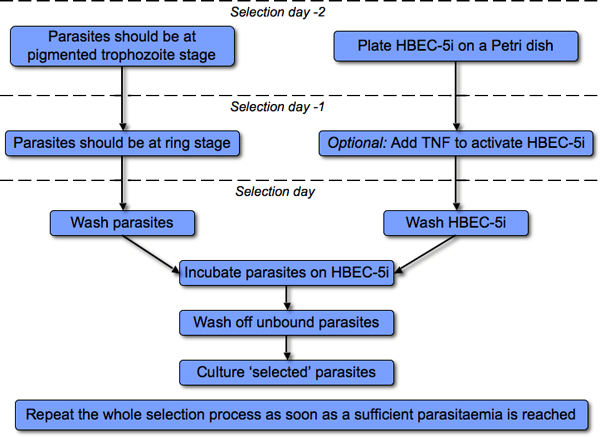 Selection Of Plasmodium Falciparum Parasites For Cytoadhesion To Human ...