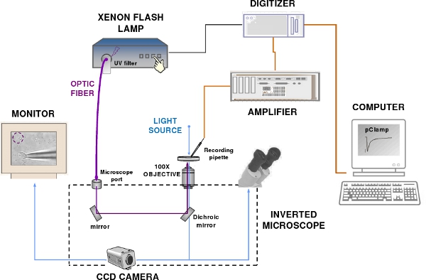 figure-protocol-15473 figure-protocol-15473