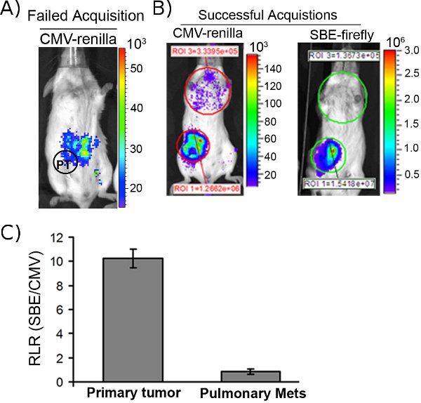 In vivo Dual Substrate Bioluminescent Imaging