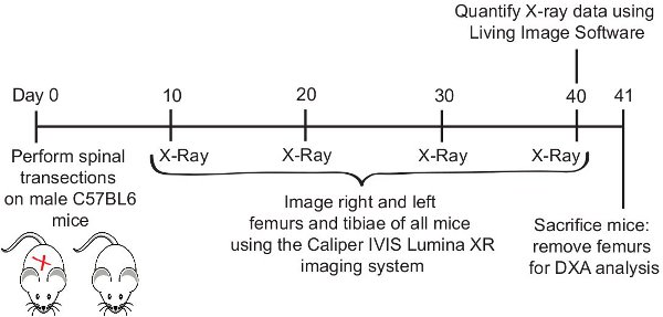 figure-protocol-12038