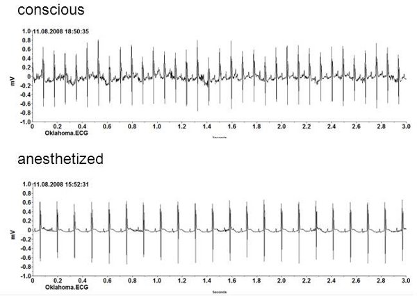 figure-protocol-16606