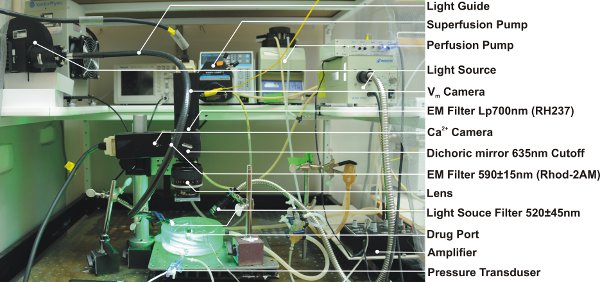 figure-protocol-4748