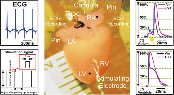 figure-protocol-4909