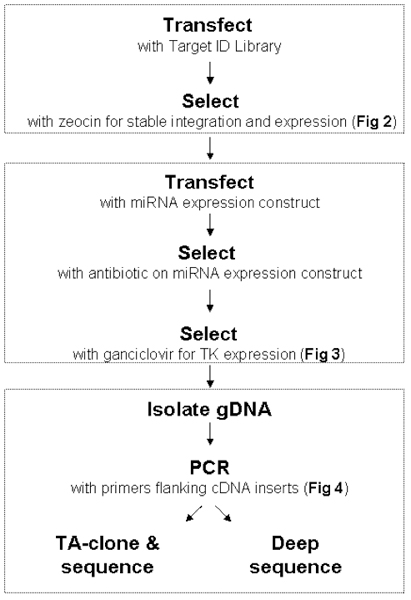 figure-protocol-9026