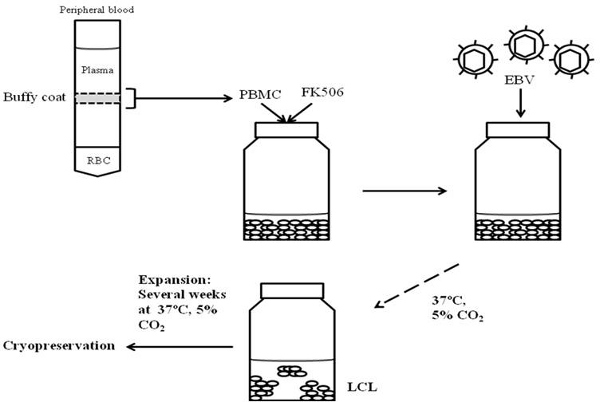 figure-protocol-9019