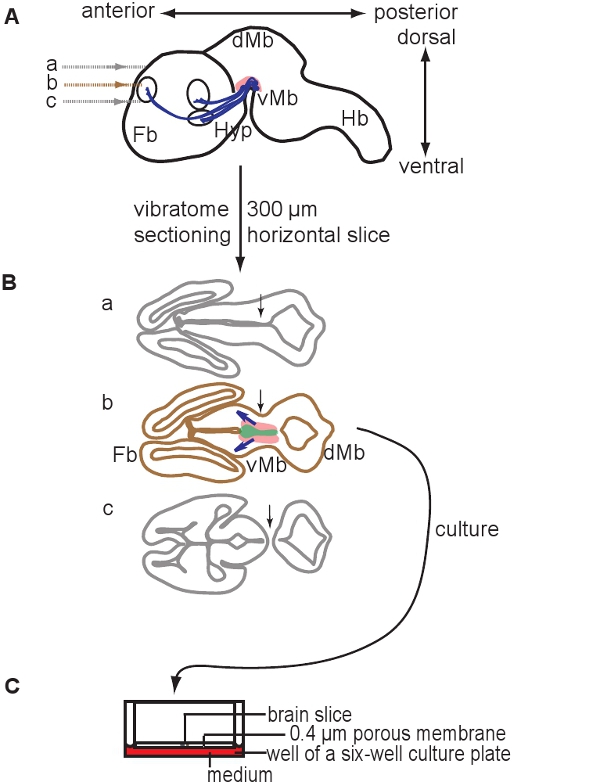 figure-protocol-8468