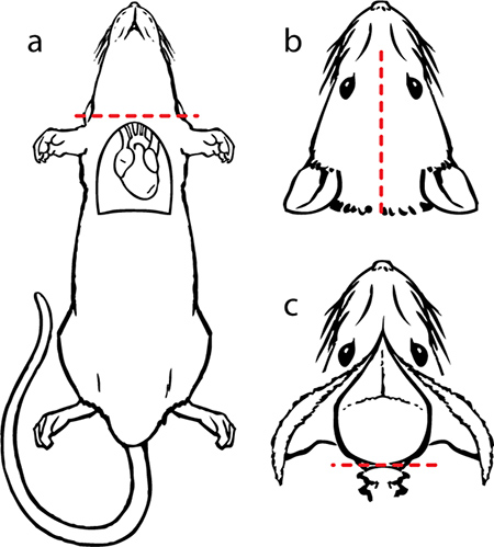 figure-protocol-14044