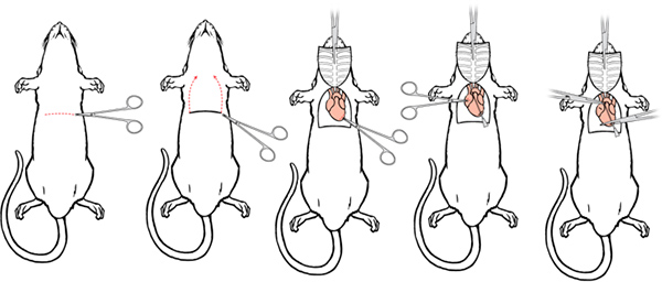 figure-protocol-3524