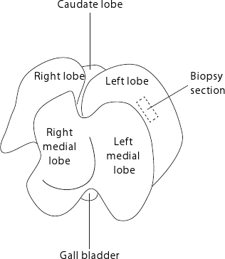 figure-protocol-4564