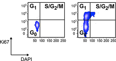 figure-protocol-5974