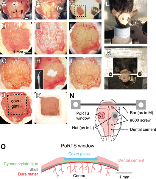 figure-protocol-12406